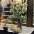 AA-H3-043 Allium Cream Bunch