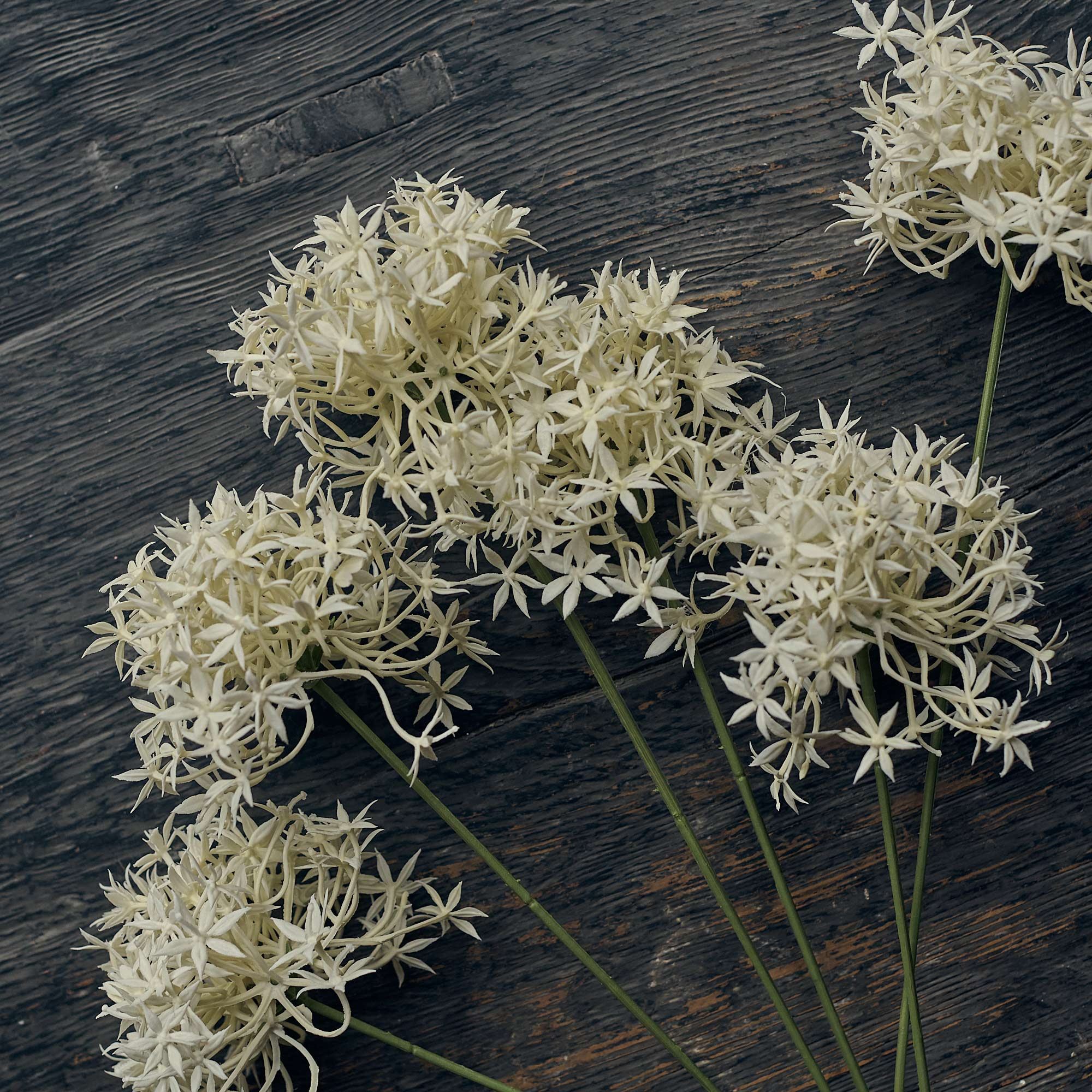 AA-H3-043 Allium Cream Bunch