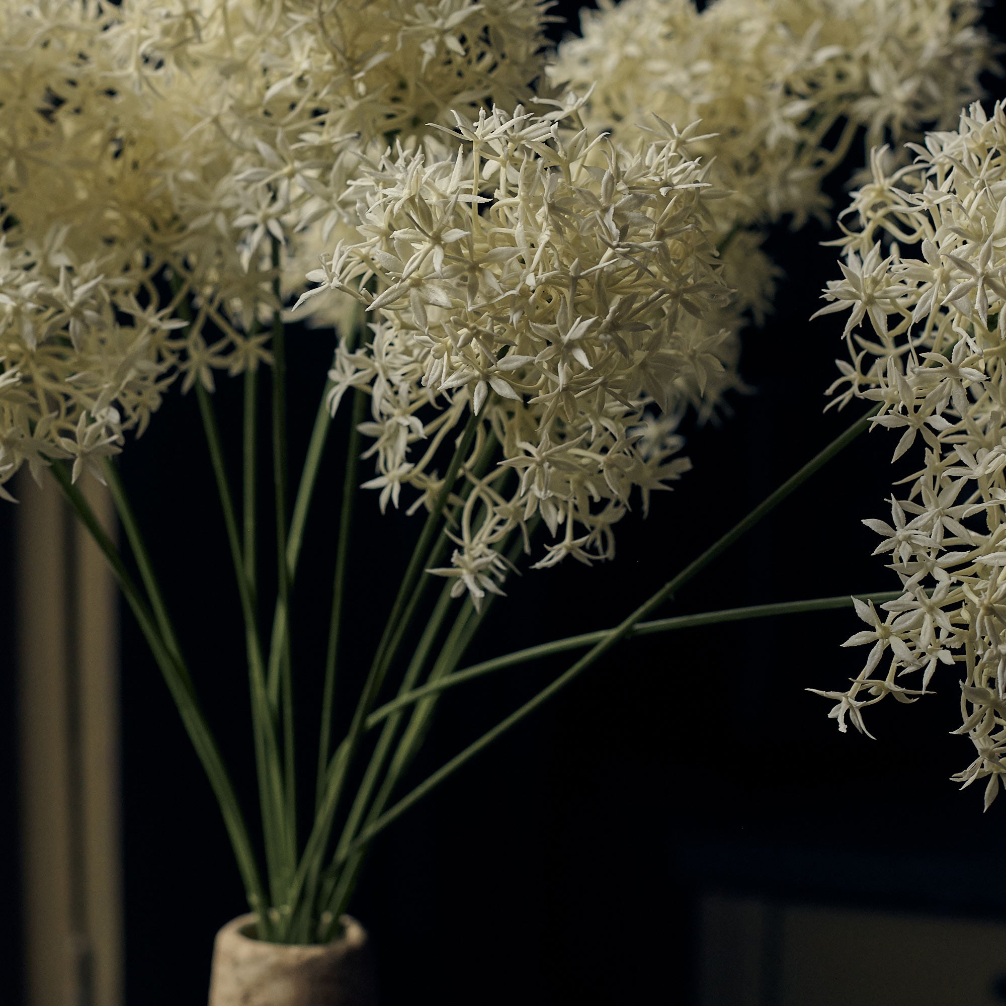 AA-H3-043 Allium Cream Bunch
