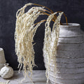 AA-L11-003 Amaranthus Cream Stem