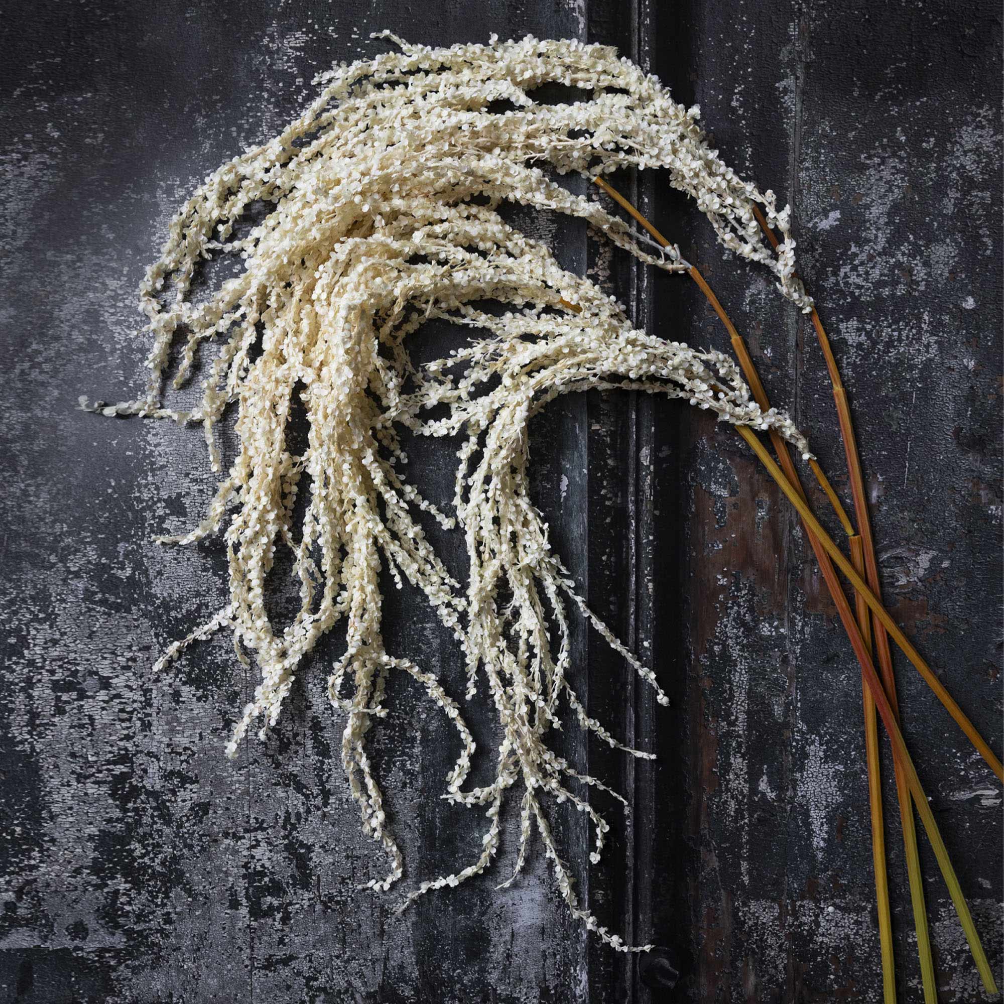 AA-L11-003 Amaranthus Cream Stem