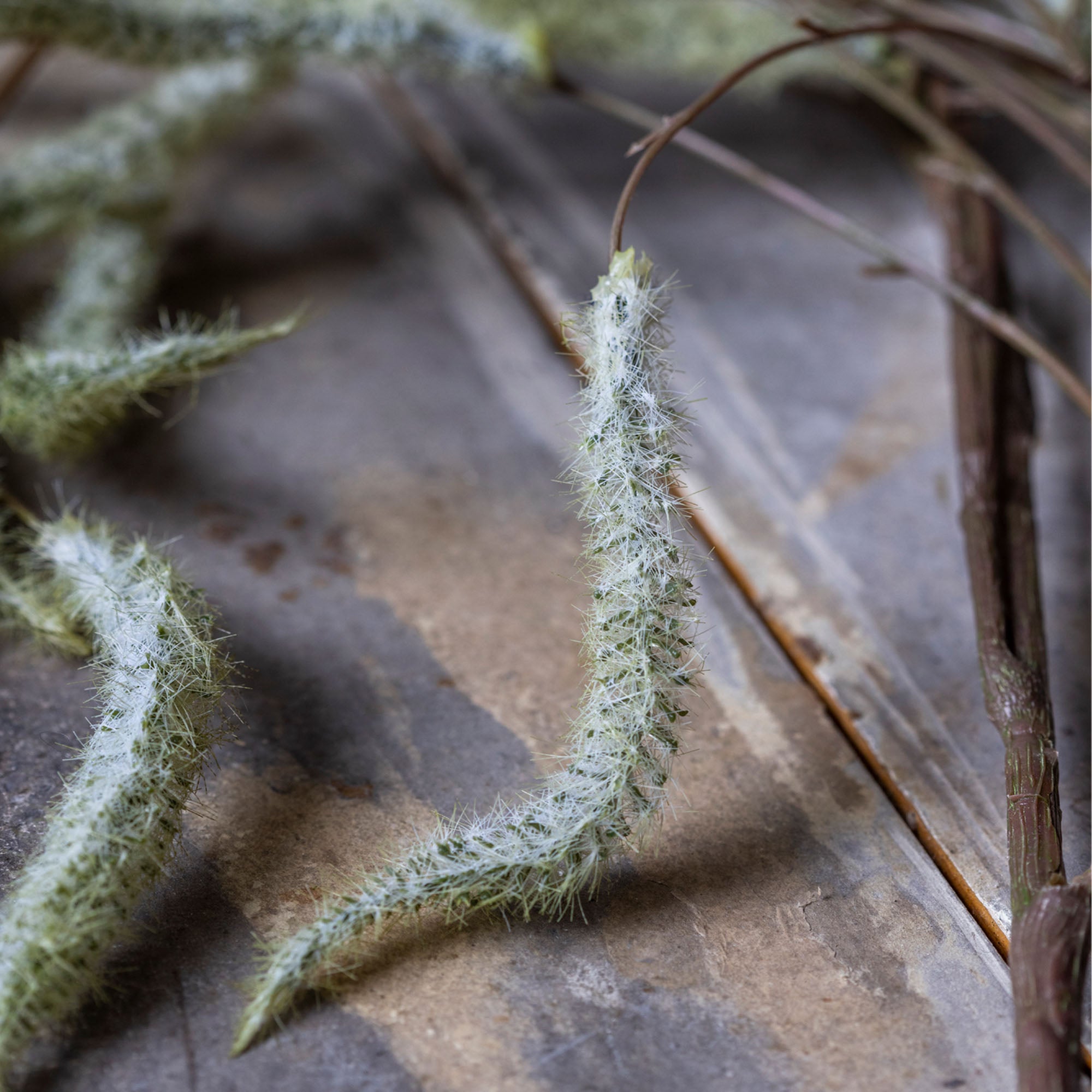 AA-G4-077 Trailing Catkin Stem