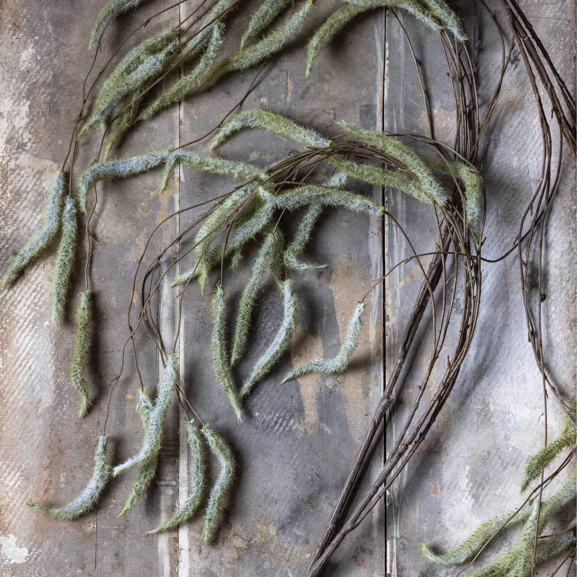 AA-G4-077 Trailing Catkin Stem