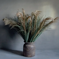 Wild Pampas Grass Stem