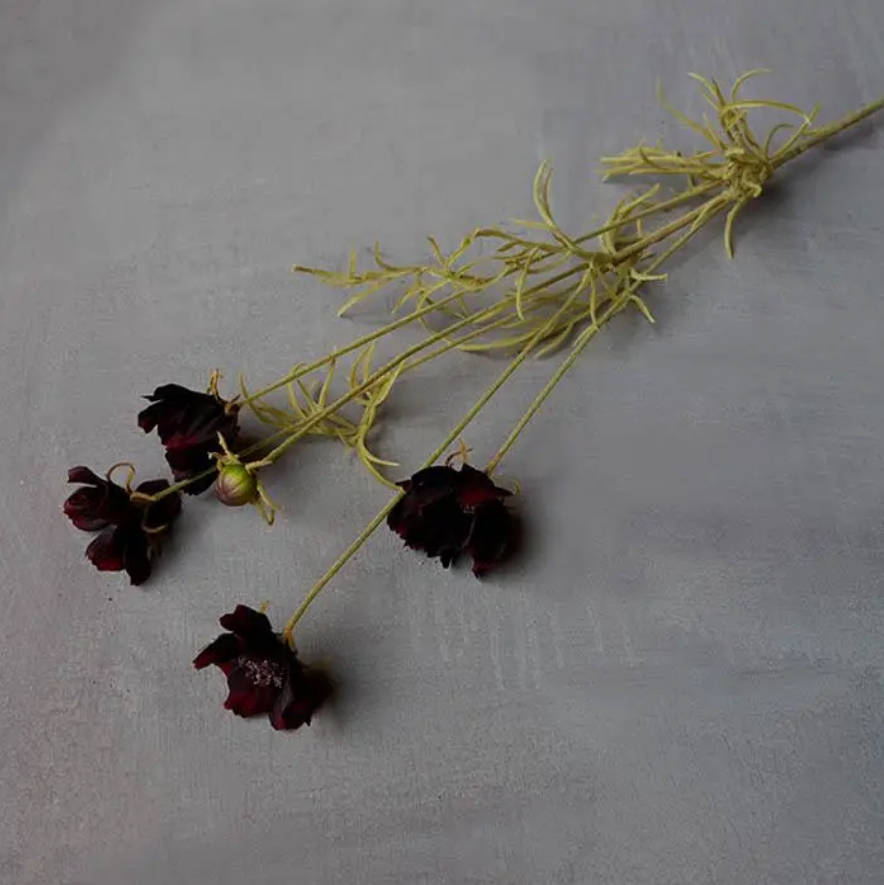 IC123 Cosmos Stems