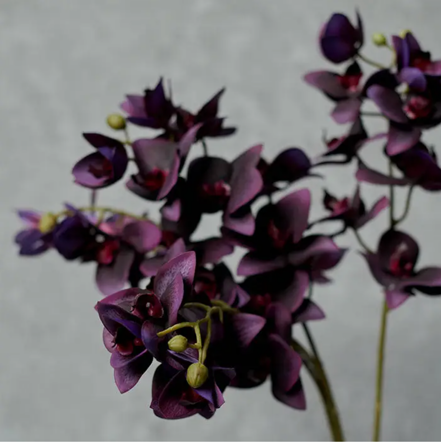 Phalenopsis Orchid Stem - Purple